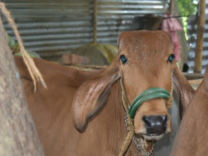 A rescued gau mata at our Mansha shelter