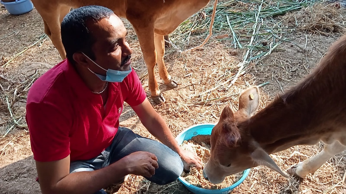 Our caretaker feeding a rescued calf by hand