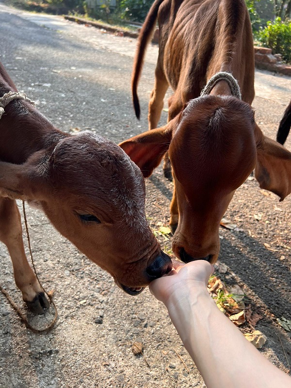 Calves being hand-fed by a volunteer on the road