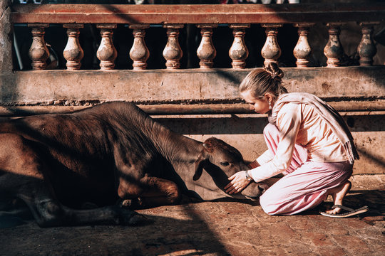 A volunteer gently caring for a rescued calf